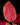 Aglaonema Red Pink Mix