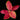 Aglaonema Red Pink Mix