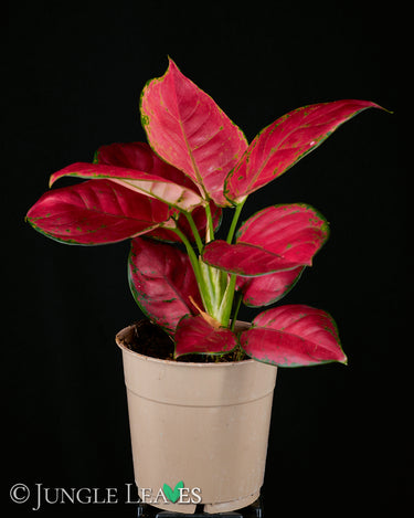 Aglaonema Red Pink Mix
