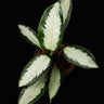 Aglaonema Silver Blue'
