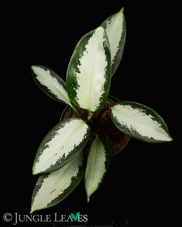 Aglaonema Silver Blue'