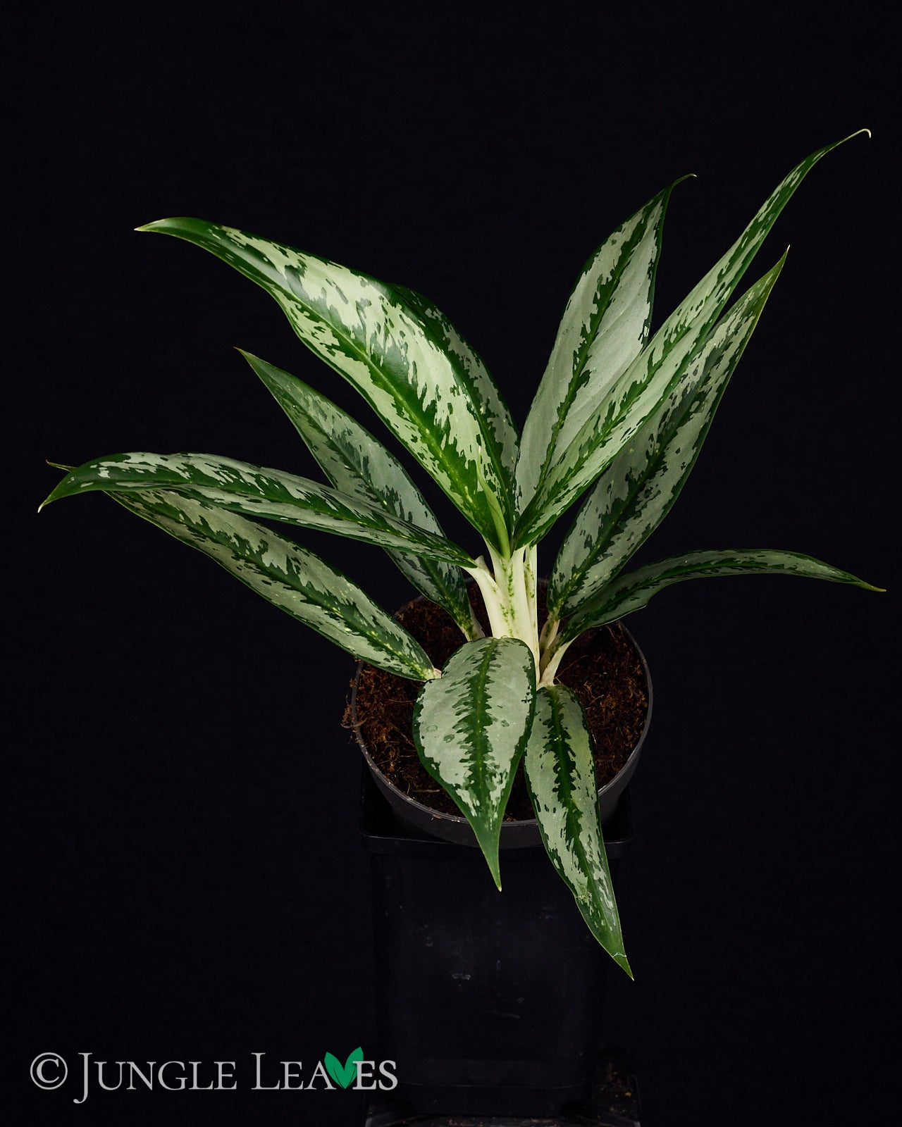 Aglaonema 'Silver Narrow' – Jungle Leaves