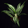 Aglaonema 'Silver Narrow'