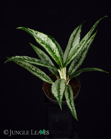 Aglaonema 'Silver Narrow'