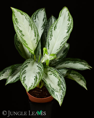 Aglaonema commutatum ‘Silver Bay’