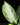 Aglaonema commutatum ‘Silver Bay’