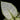 Aglaonema commutatum 'White Joy'
