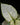 Aglaonema commutatum 'White Joy'