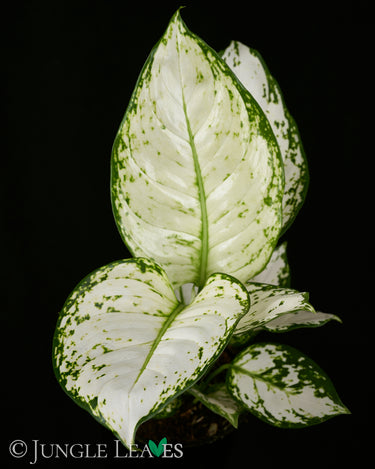 Aglaonema commutatum 'White Joy'