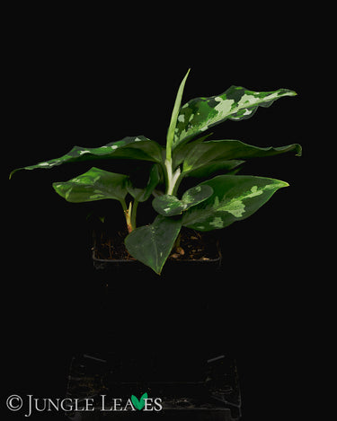 Aglaonema pictum 'Tricolor'