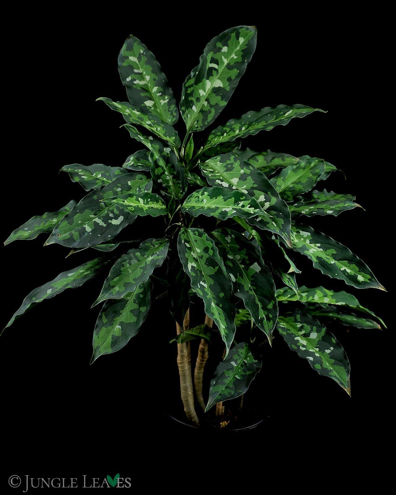 Aglaonema pictum 'Tricolor' – Jungle Leaves