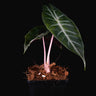 Alocasia 'Pink Dragon'