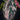 Alocasia azlanii