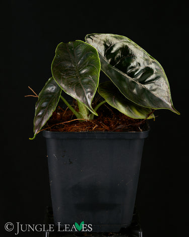 Alocasia azlanii baby plant