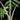 Alocasia brancifolia