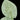 Alocasia chaii
