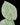 Alocasia chaii