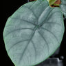 Alocasia chaii