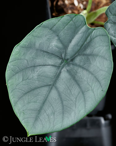 Alocasia chaii