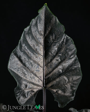 Alocasia chienlii 'Antoro Velvet' Blatt