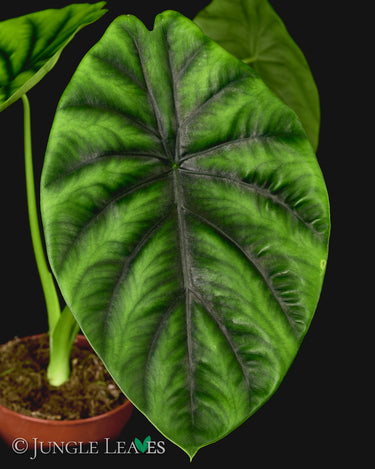 Alocasia clypeolata 'Green Shield'