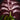 Alocasia cuprea