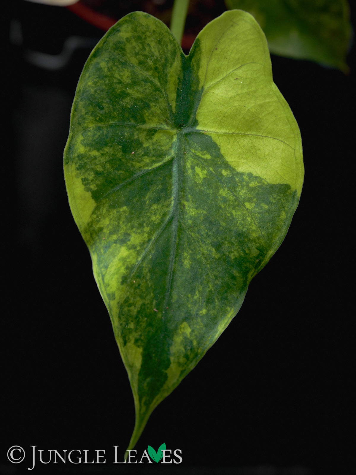 alocasia gageana aurea variegata Alocasia gageana 'Aurea Variegata' €39.99