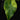 Alocasia gageana Aurea Variegata