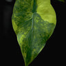 Alocasia gageana Aurea Variegata
