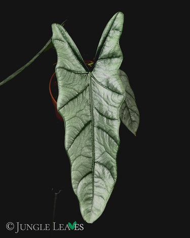 Alocasia heterophylla 'Silver'