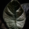 Alocasia infernalis