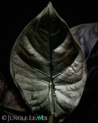 Alocasia infernalis