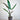 Alocasia lauterbachiana