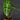 Alocasia longiloba