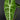Alocasia longiloba