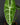 Alocasia longiloba
