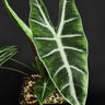 Alocasia longiloba