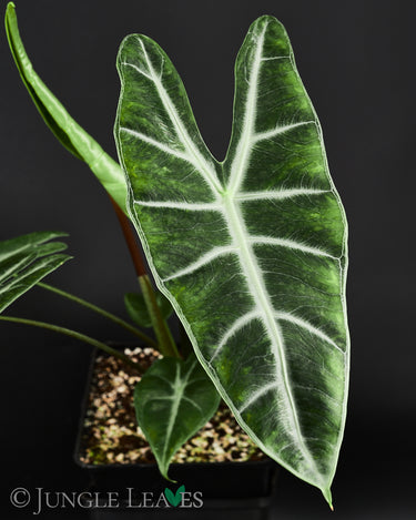 Alocasia longiloba
