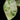 Alocasia macrorrhizos 'Splash'