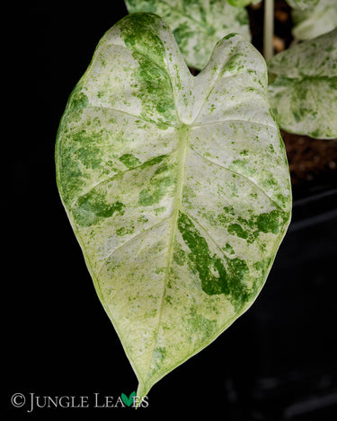 Alocasia macrorrhizos 'Splash'