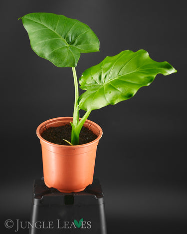 Alocasia macrorrhizos