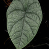 Alocasia melo