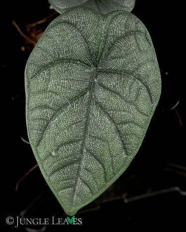 Alocasia melo