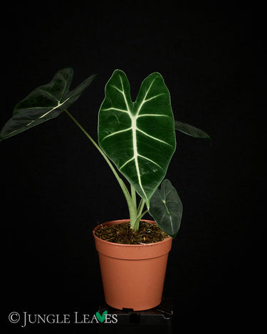 Alocasia micholitziana 'Frydek'