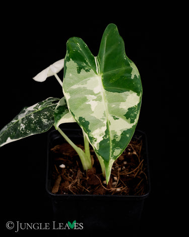 Alocasia micholitziana 'Variegata'