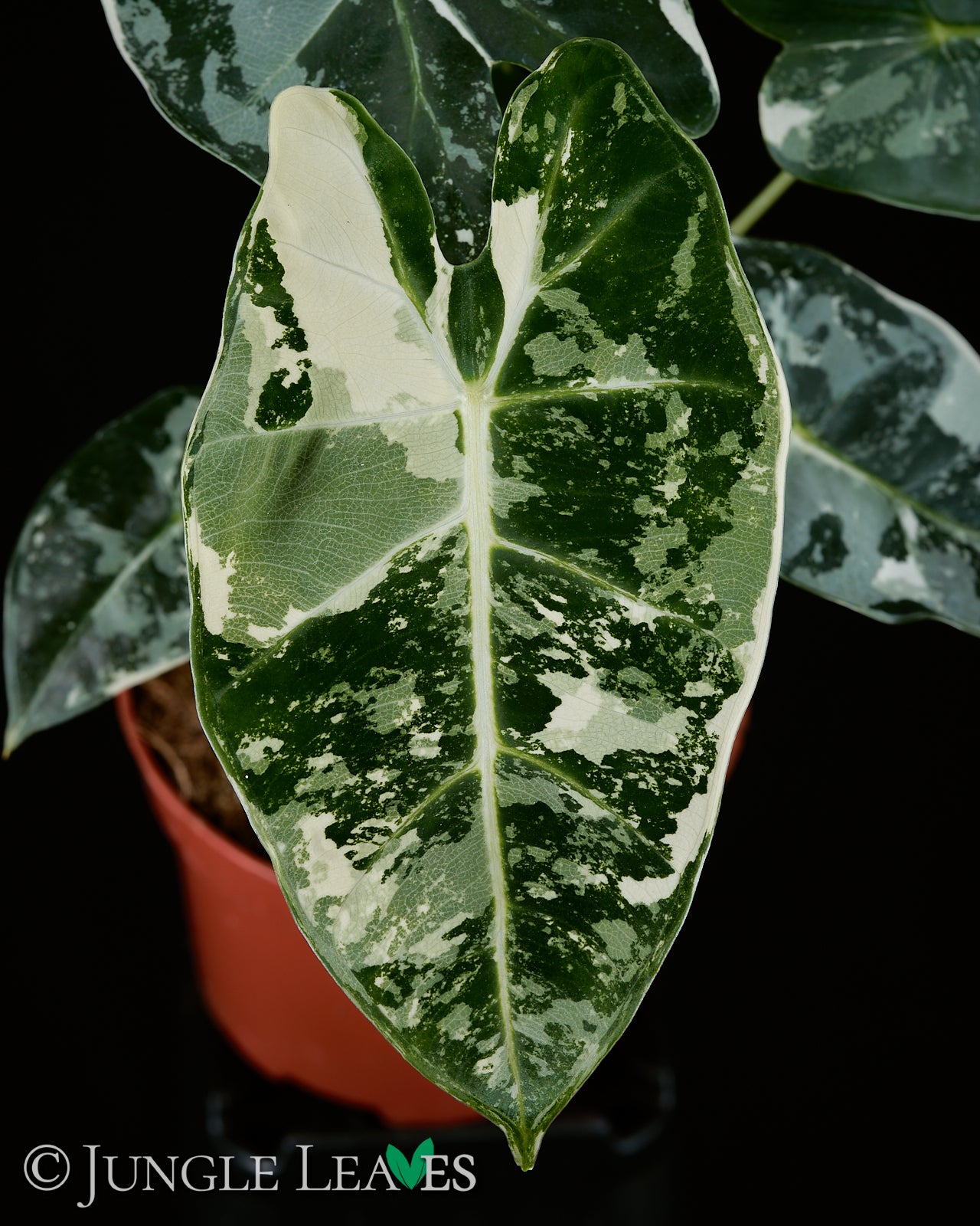 Alocasia micholitziana 'Frydek' €22.99 to €39.99