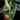 Alocasia micholitziana Variegata