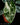 Alocasia micholitziana Variegata