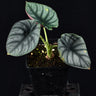 Alocasia nebula