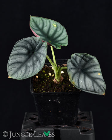 Alocasia nebula